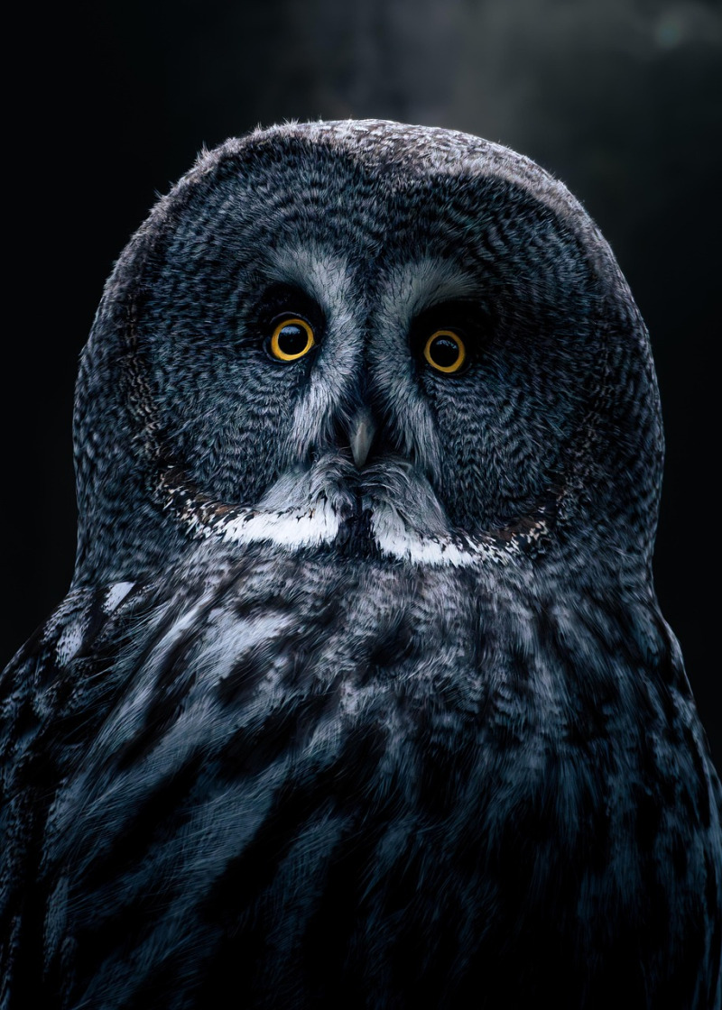 grey owl